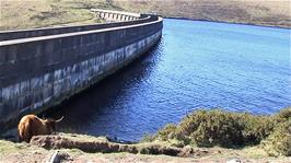One of the Highland Cows goes down to the Avon Reservoir for a drink